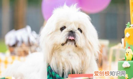 为什么养京巴的人少了,京巴犬为什么没人养 国外犬养多