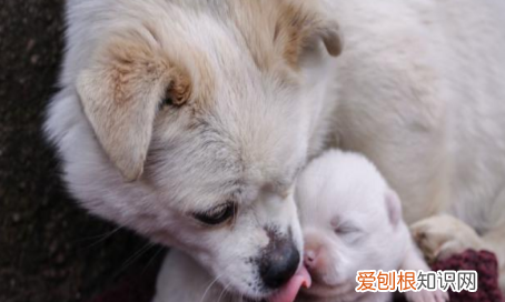 为什么养京巴的人少了,京巴犬为什么没人养 国外犬养多