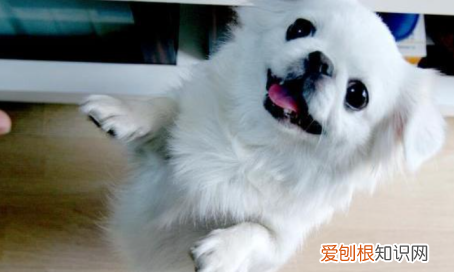 为什么养京巴的人少了,京巴犬为什么没人养 国外犬养多