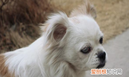 为什么养京巴的人少了,京巴犬为什么没人养 国外犬养多