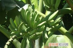 水果都有哪些种类和功效呢 14种水果潜藏的秘密功效