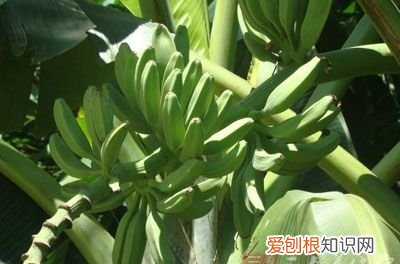 水果都有哪些种类和功效呢 14种水果潜藏的秘密功效