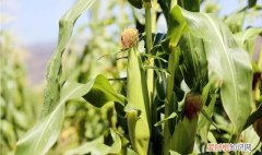 煮玉米时在水里加点它,味道香甜软糯,比外面卖的还好吃