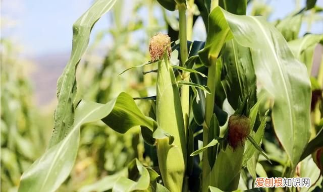 煮玉米时在水里加点它,味道香甜软糯,比外面卖的还好吃