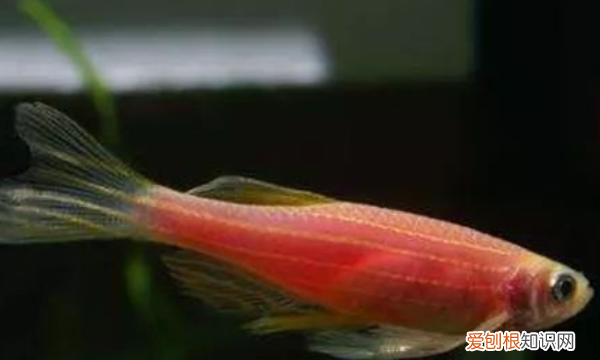 月光鱼水温多少度合适,黑尾红月光鱼怎么饲养
