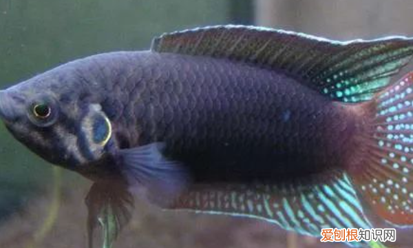 月光鱼水温多少度合适,黑尾红月光鱼怎么饲养
