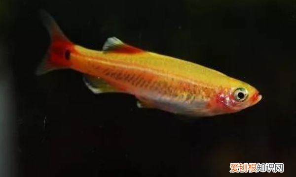 月光鱼水温多少度合适,黑尾红月光鱼怎么饲养