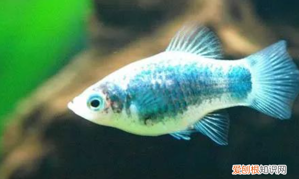 月光鱼水温多少度合适,黑尾红月光鱼怎么饲养