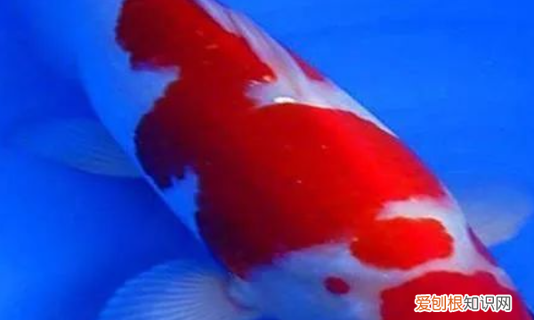月光鱼水温多少度合适,黑尾红月光鱼怎么饲养