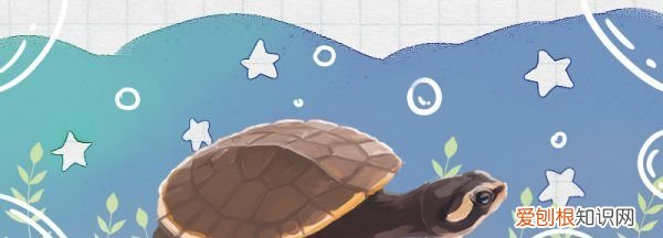 圆澳龟可以养在深水