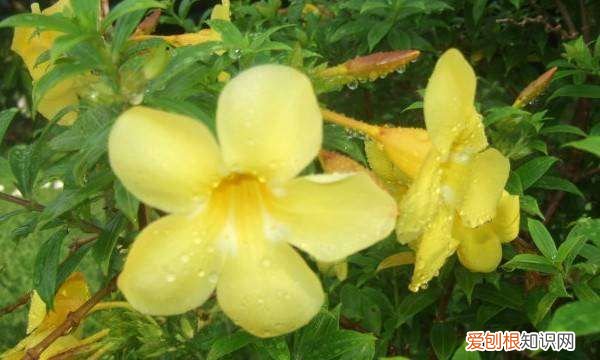 百合茉莉怎么养，香水茉莉的养殖方法和注意事项视频