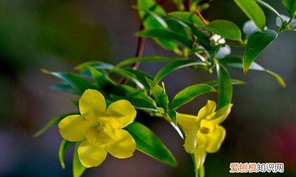 百合茉莉怎么养，香水茉莉的养殖方法和注意事项视频