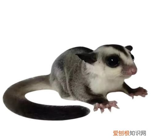 复齿鼯鼠和蜜袋鼯的区别，怎么区分蜜袋鼯和大眼飞鼠