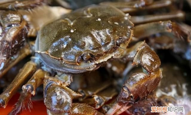 螃蟹怎么蒸才好吃螃蟹要蒸几分钟