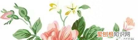 推荐4款养阴清肺食谱