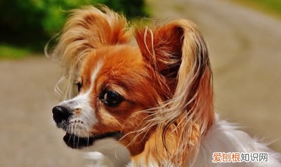 约克夏掉毛，不掉毛的狗狗品种