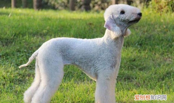 约克夏掉毛，不掉毛的狗狗品种