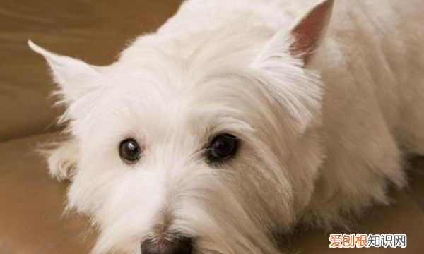 约克夏掉毛，不掉毛的狗狗品种