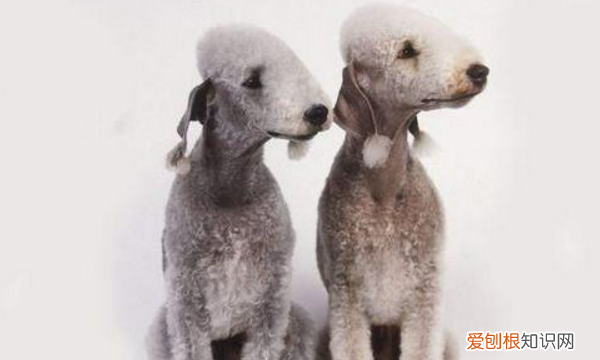 约克夏掉毛，不掉毛的狗狗品种