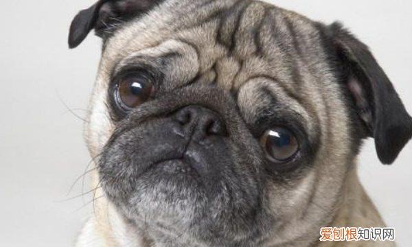 约克夏掉毛，不掉毛的狗狗品种