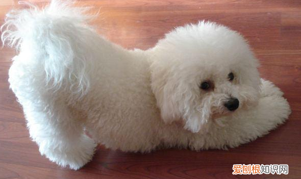 约克夏掉毛，不掉毛的狗狗品种