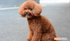 约克夏掉毛，不掉毛的狗狗品种