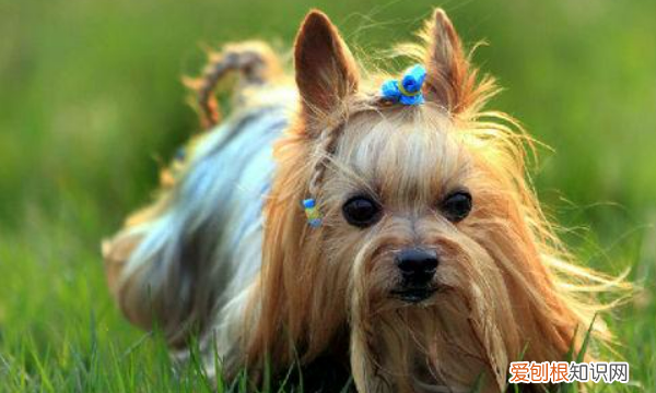 约克夏掉毛，不掉毛的狗狗品种