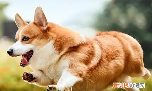 约克夏掉毛，不掉毛的狗狗品种