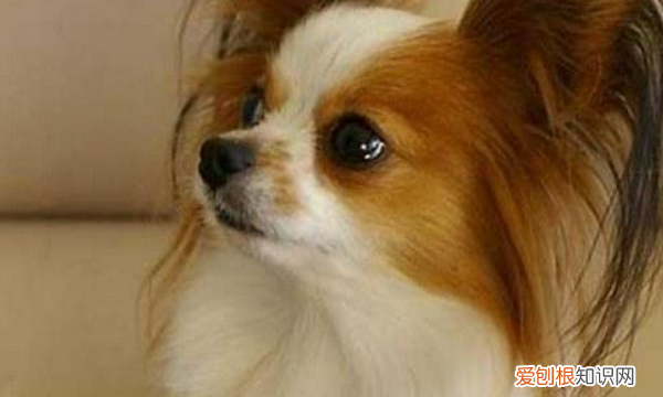 约克夏掉毛，不掉毛的狗狗品种