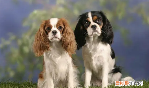 约克夏掉毛，不掉毛的狗狗品种