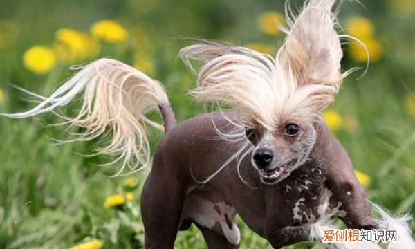 约克夏掉毛，不掉毛的狗狗品种