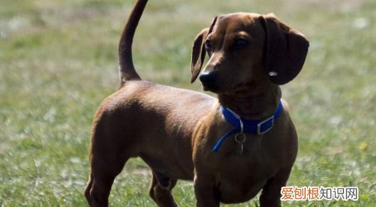 约克夏掉毛，不掉毛的狗狗品种