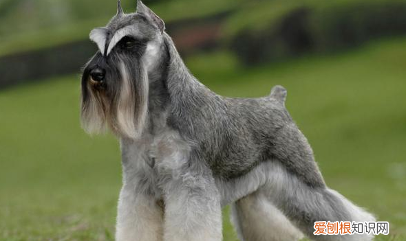 约克夏掉毛，不掉毛的狗狗品种