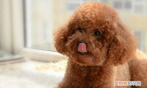 约克夏掉毛，不掉毛的狗狗品种