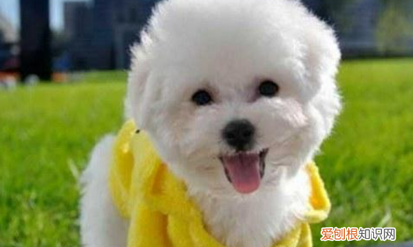 约克夏掉毛，不掉毛的狗狗品种