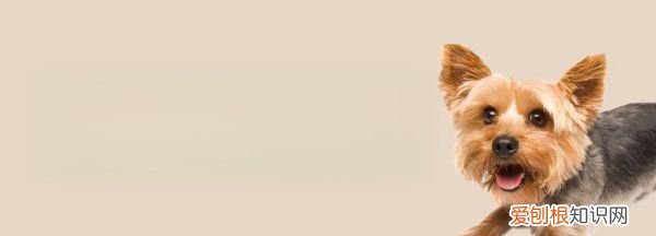 约克夏能吃牛肉，约克夏犬能吃什么水果