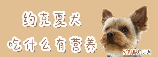 约克夏能吃牛肉,约克夏犬能吃什么水果