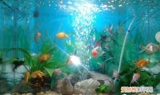 鱼缸下黄粉后多久喂食，鱼缸下了黄粉能喂食吗