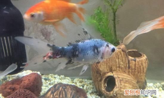 鱼缸下黄粉后多久喂食，鱼缸下了黄粉能喂食吗