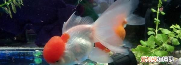 鱼缸下黄粉后多久喂食，鱼缸下了黄粉能喂食吗