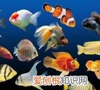 养鱼加盐可以消毒吗，食用盐可以放鱼缸里消毒