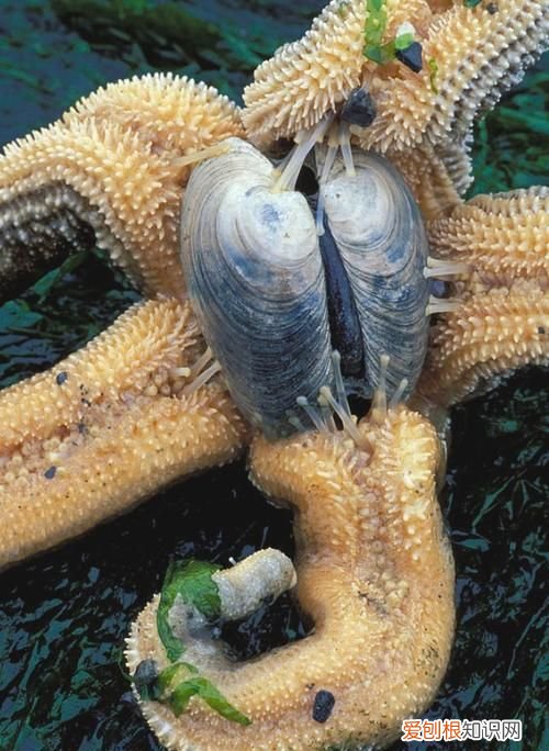 海星的功效与作用,海星有什么功效和营养价值