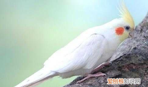 鹦鹉几个月断奶,玄凤鹦鹉多大断奶