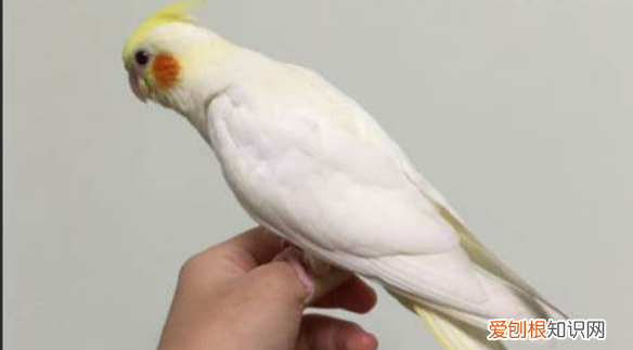 鹦鹉几个月断奶,玄凤鹦鹉多大断奶