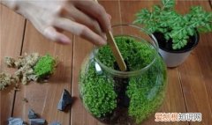 怎么制作青苔，怎么用土豆做苔藓