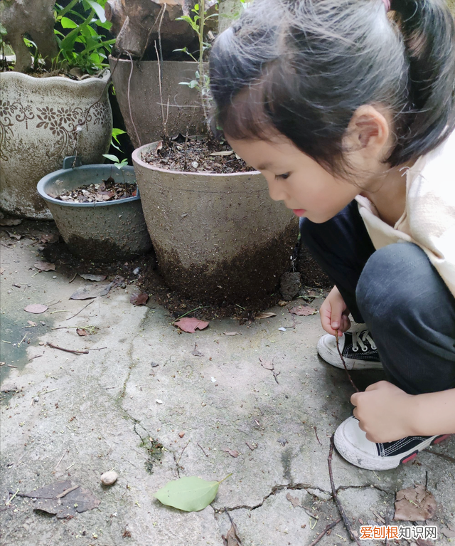 盆土里有蚂蚁用什么办法处理 盆栽土里有蚂蚁怎么消灭最彻底
