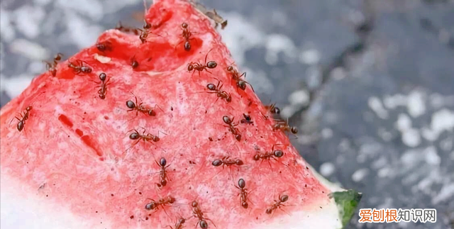 盆土里有蚂蚁用什么办法处理 盆栽土里有蚂蚁怎么消灭最彻底