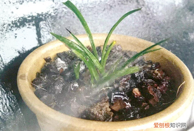 盆土里有蚂蚁用什么办法处理 盆栽土里有蚂蚁怎么消灭最彻底