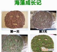 海藻籽会发芽，海藻会发芽吗?