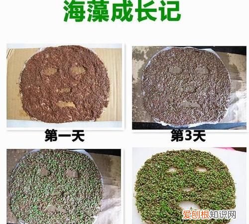 海藻籽会发芽,海藻会发芽吗?